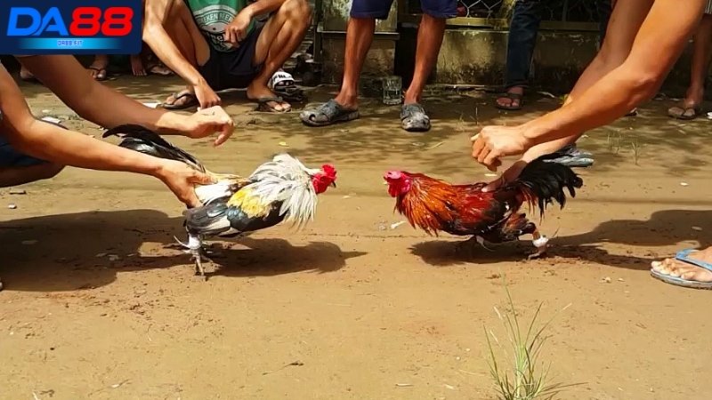 Khái quát về bộ môn cược đá gà cựa sắt DA88 Khái quát về bộ môn cược đá gà cựa sắt DA88