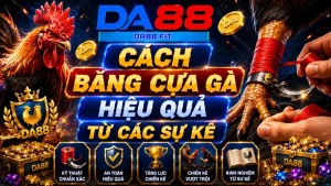 Học lỏm cách băng cựa gà hiệu quả từ các sư kê lão làng